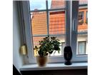 foto anzeige