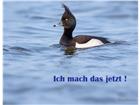 foto anzeige