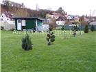 foto anzeige