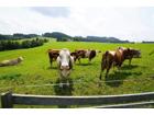 foto anzeige