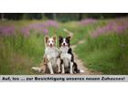foto anzeige