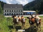 foto anzeige
